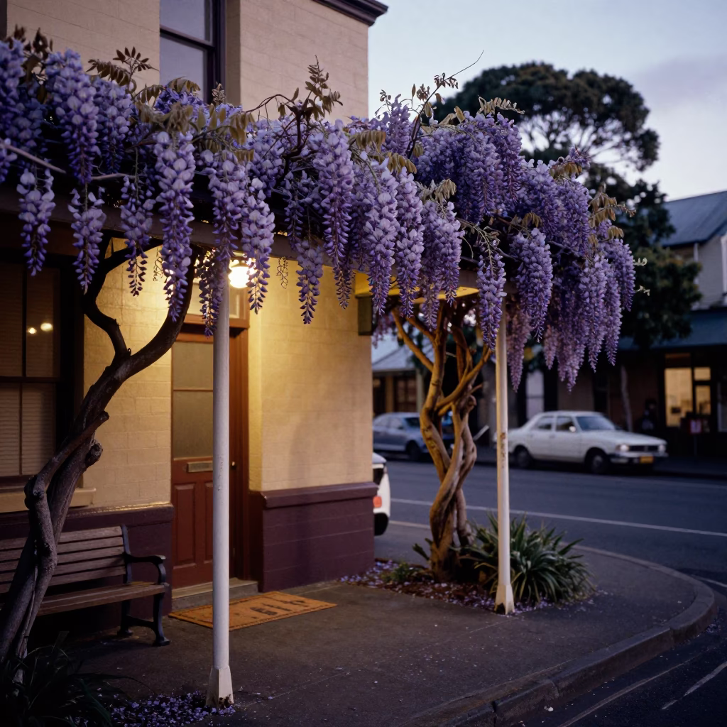 Evening Street Scene in Hobart Tasmania with Wisteria and Vintage 1980s Atmosphere in in Hobart, Tasmania, Australia