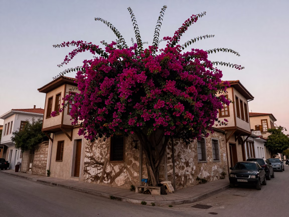 Evening Street Scene in Izmir Turkey with Bougainvillea and Local Life in in Izmir, Turkey