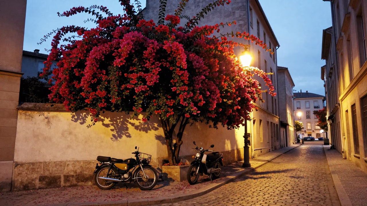 Evening Street Scene in Lyon France with Bougainvillea and Vintage Motorbike in in Lyon, France