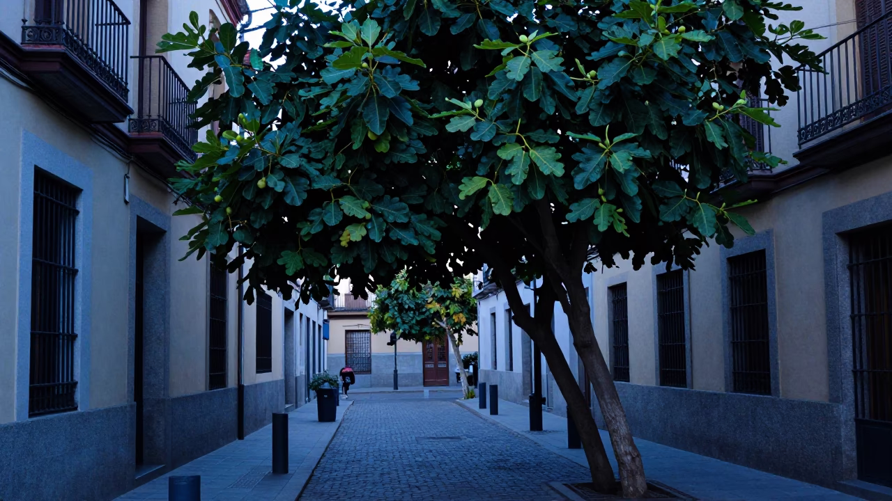 Evening Street Scene in Madrid Spain with Fig Tree and Iron Hook in in Madrid, Spain