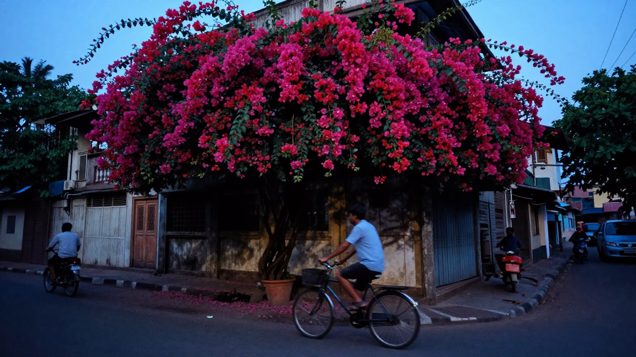 Evening Street Scene in Mumbai India with Cyclist and Bougainvillea in in Mumbai, India