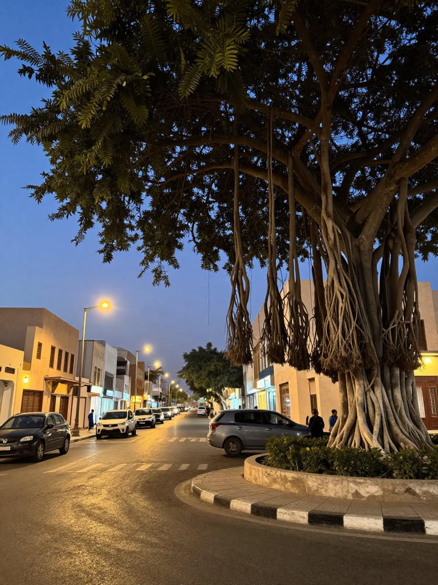 Evening Street Scene in Muscat Oman with Banyan Tree and City Lights in in Muscat, Oman