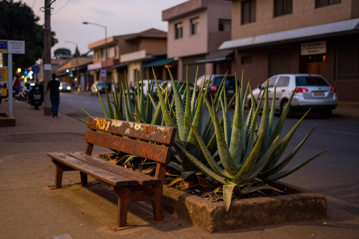 Evening Street Scene in Nairobi Kenya with Rusty Bench and Aloe Vera Plants in in Nairobi, Kenya