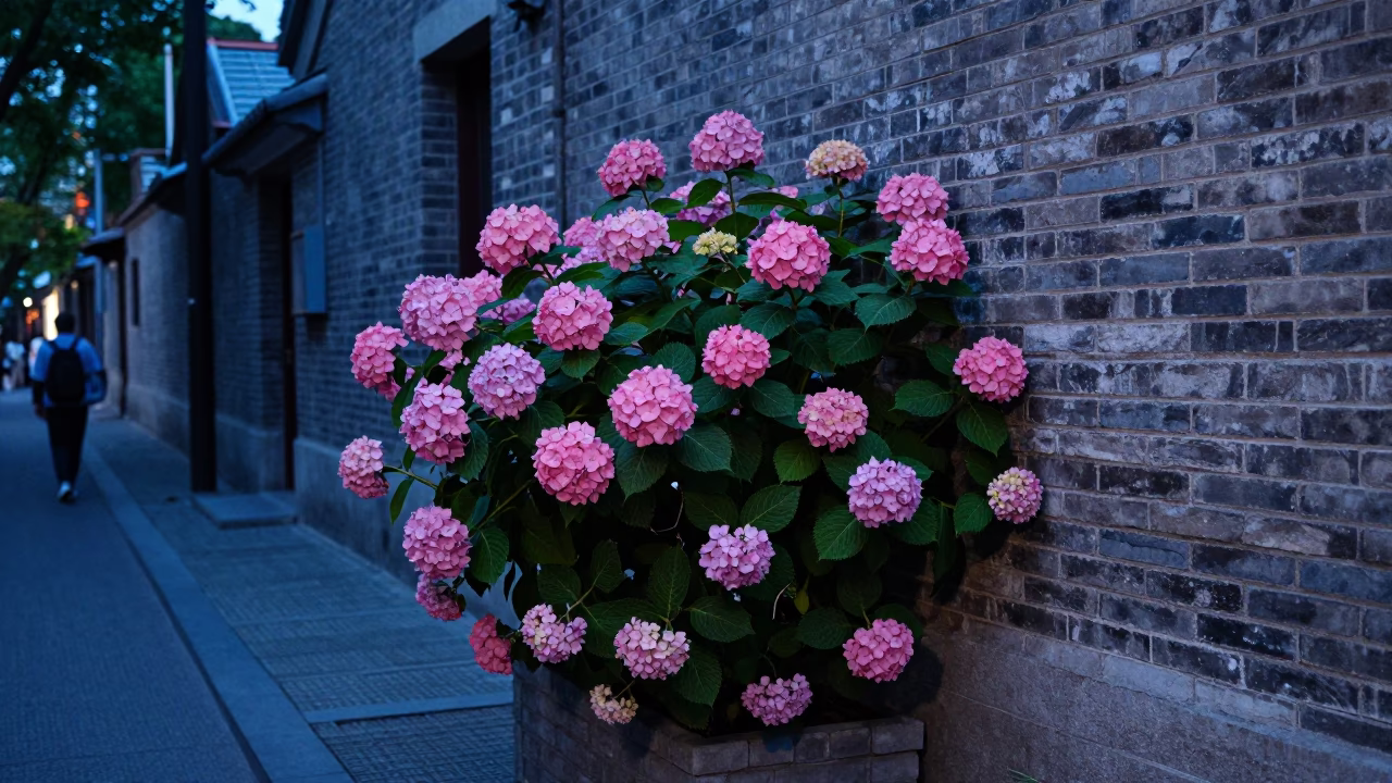 Evening street scene in Shanghai China with hydrangea bush and traditional architecture in in Shanghai, China