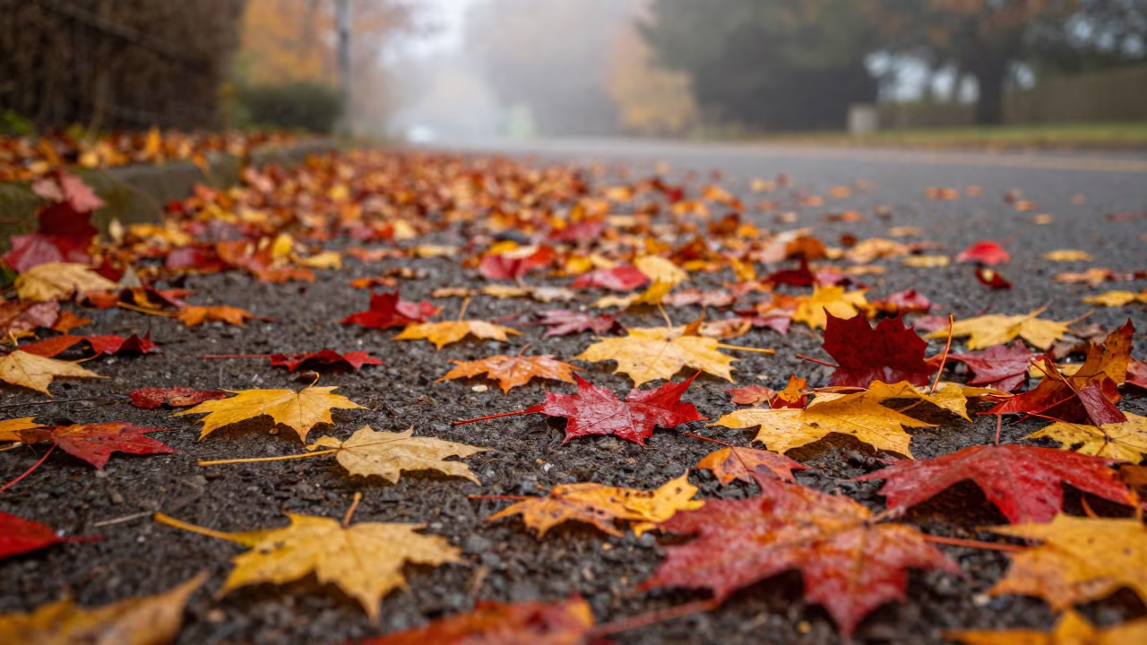 Fallen Petals Blanket Misty Path Victoria in in Victoria