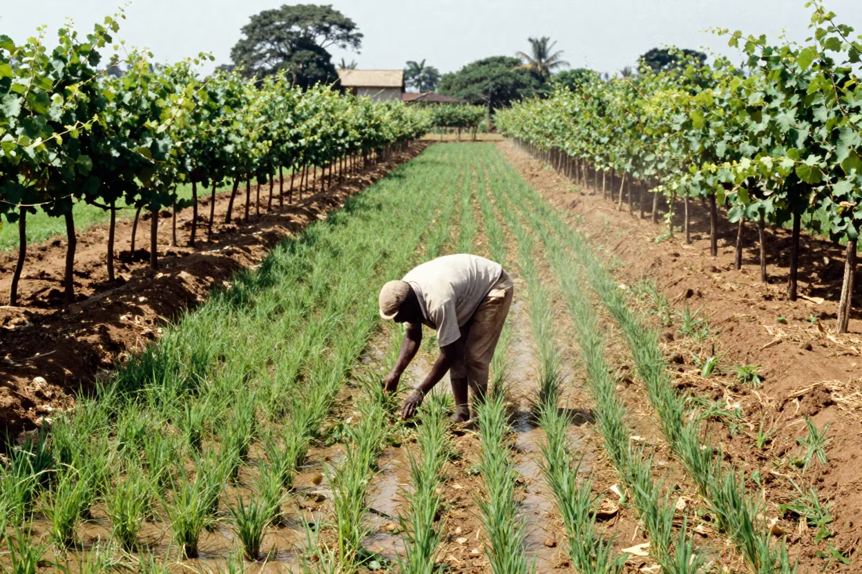 Farmer Planting Rice in Madagascar Paddy in between vineyard trellises in Madagascar