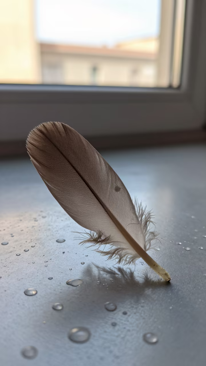 Feather Barbule Macro Detail on Rain Beaded Metal in across a rain-beaded metal surface in Ouargla