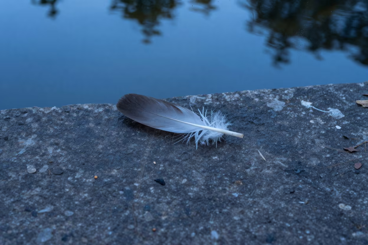 Feather Floating on Still Pond Water in on a stone ledge in San Rafael