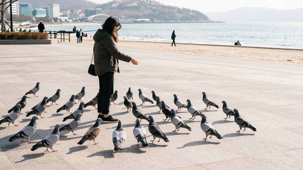 Feeding Pigeons in Busan at Bright Midmorning Light in in Busan, South Korea