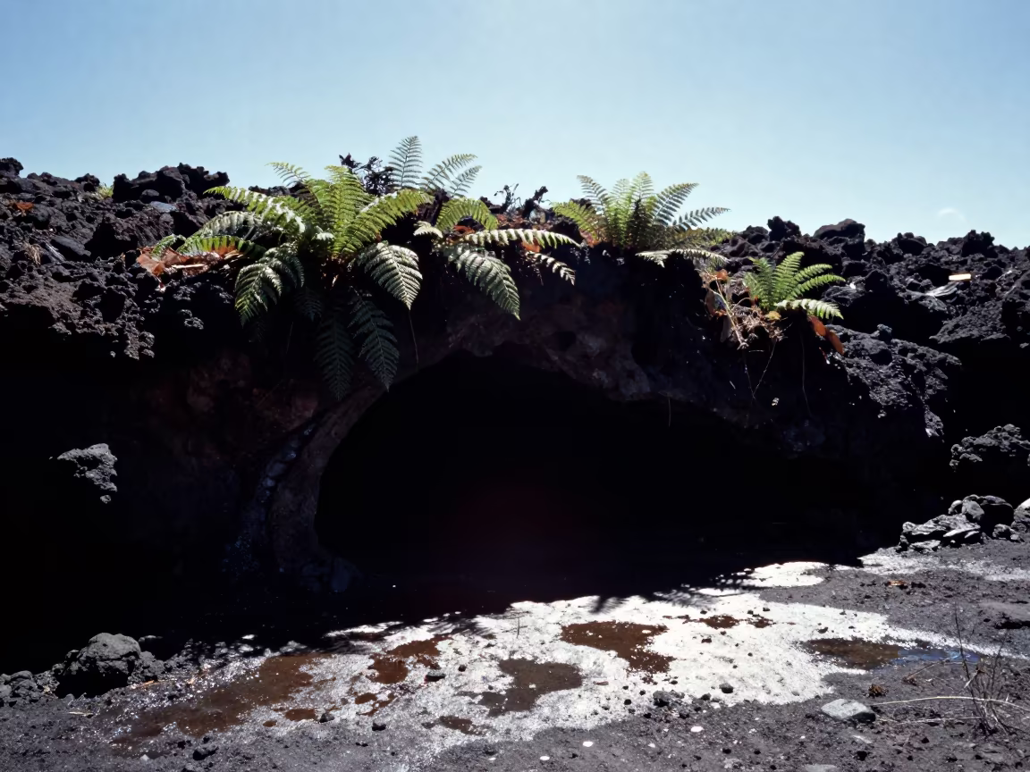 Fern Covered Lava Tube Cave Silhouette Noon Light in across a floodplain after rain near La Paz