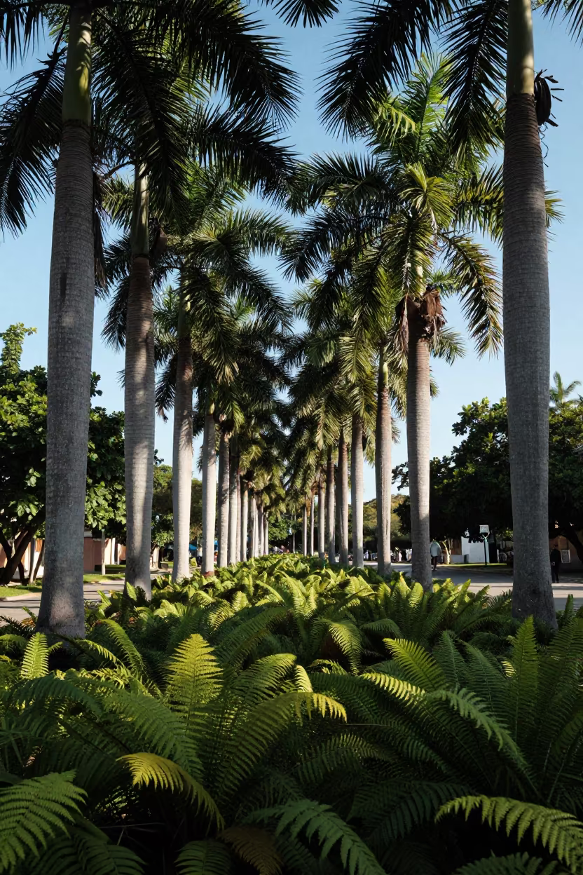 Fern Forest Avenue Palm Trees Havana in on a fern-lined forest floor near Habana Vieja, Havana