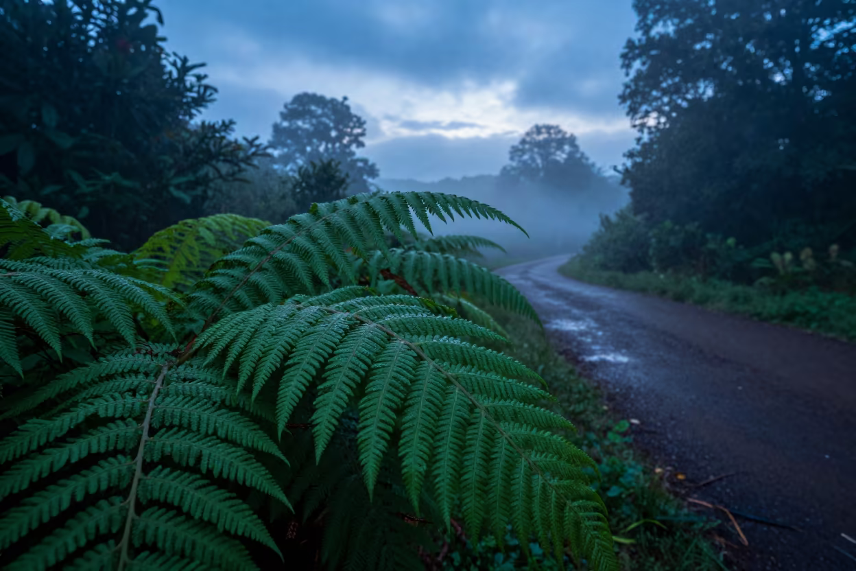 Fern Frond Veins at Dawn Near Ilorin in near Ilorin