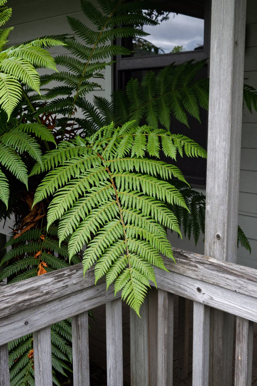 Fern Fronds in Auckland in in Auckland, New Zealand
