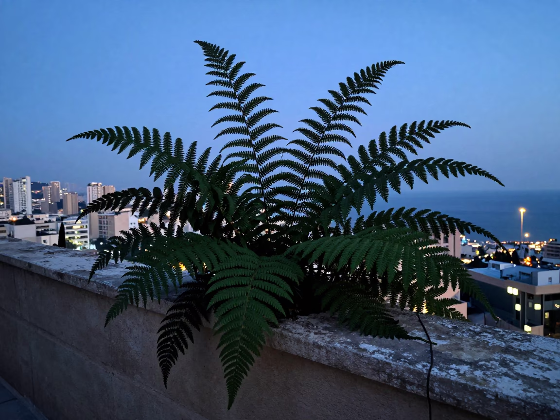 Fern Fronds in Beirut in in Beirut, Lebanon