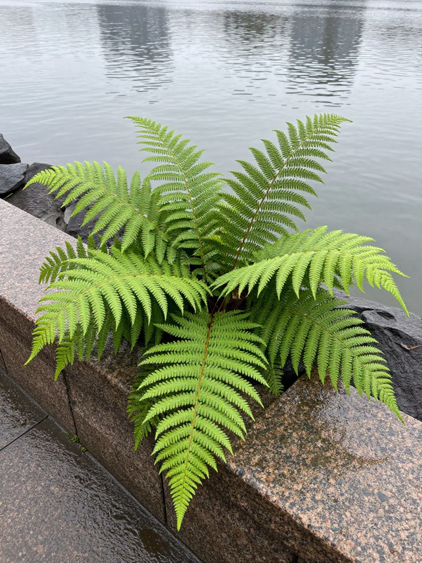 Fern Fronds in Boston in in Boston, United States