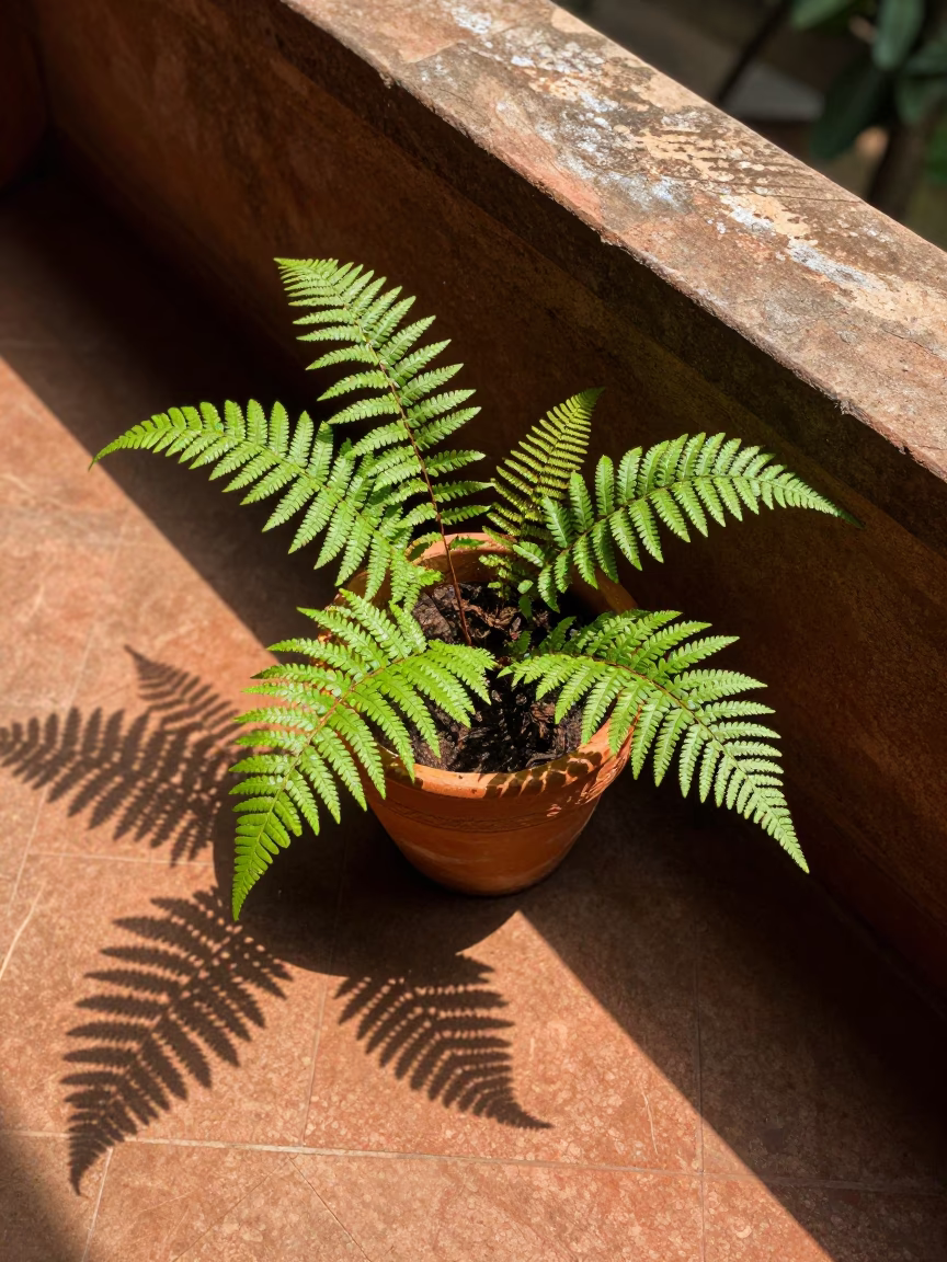 Fern Fronds in Delhi in in Delhi, India