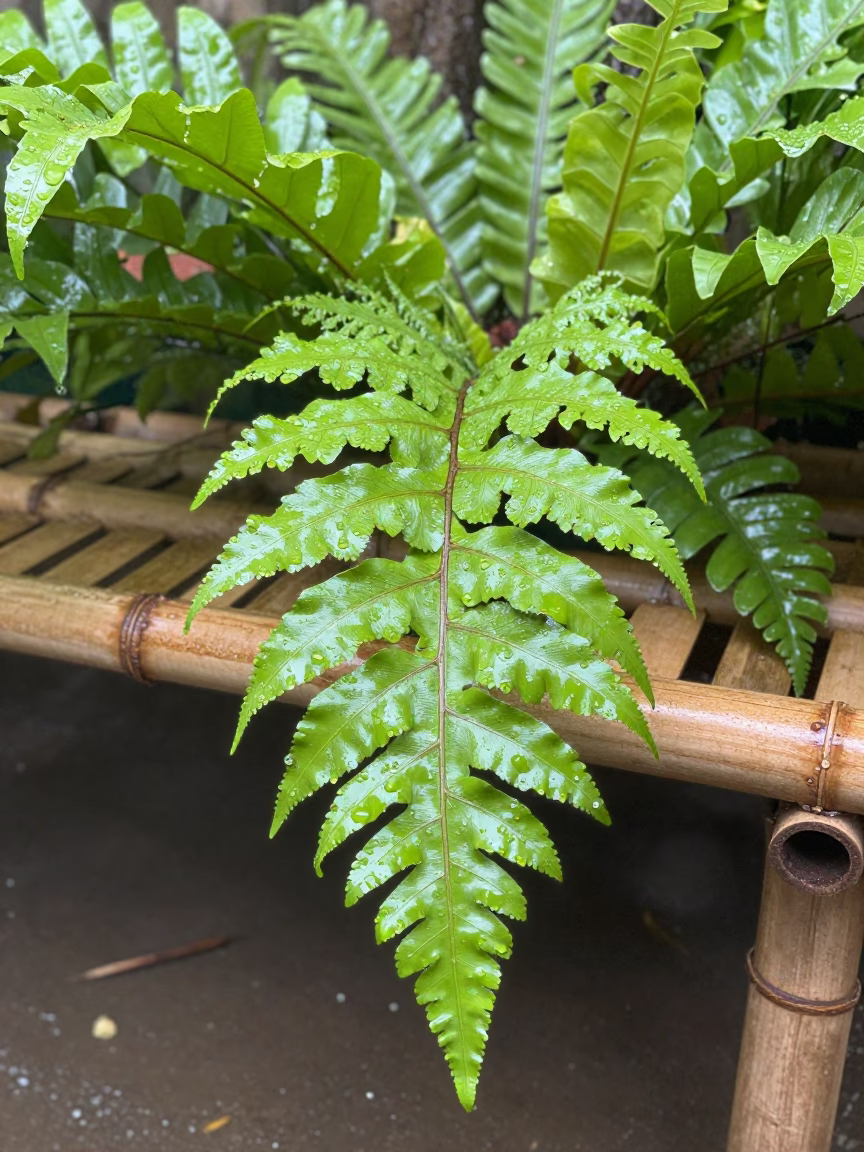Fern Leaves in Chiang Mai in in Chiang Mai, Thailand