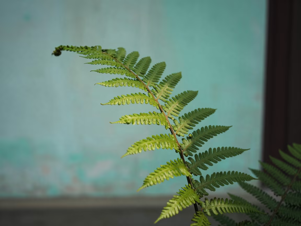 Fern Spores Turquoise Suzhou Indoor Macro in against weathered turquoise paint in Suzhou