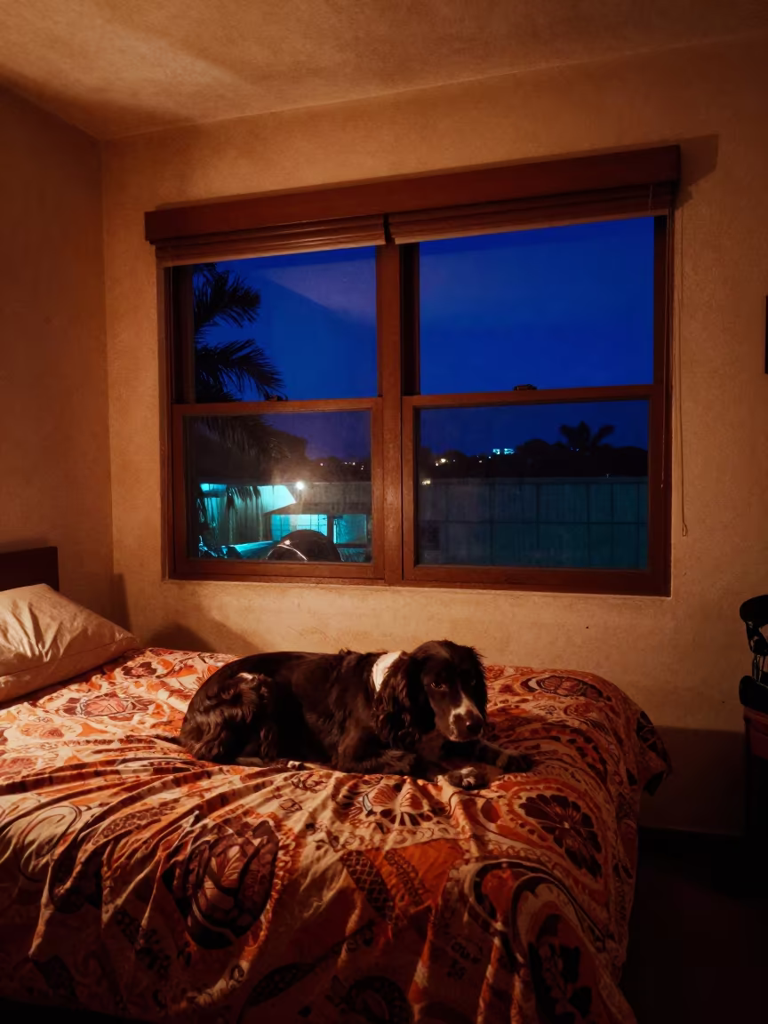 Field Spaniel Resting on Bedspread at Night in on a bedspread near a bright window with calm indoor light in Caracas