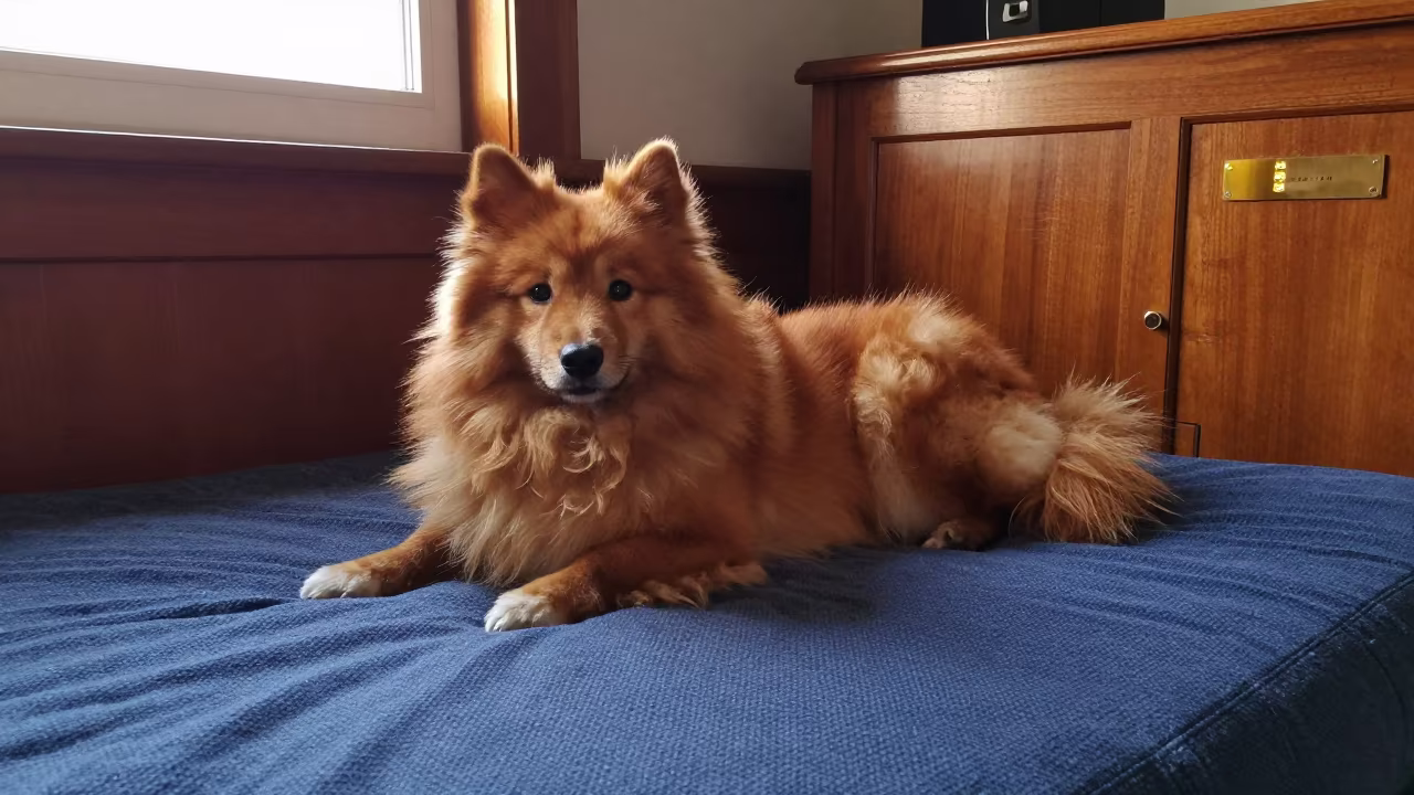 Finnish Spitz Resting in Amber Sunset Light in on a bedspread near a bright window with calm indoor light in Bernal