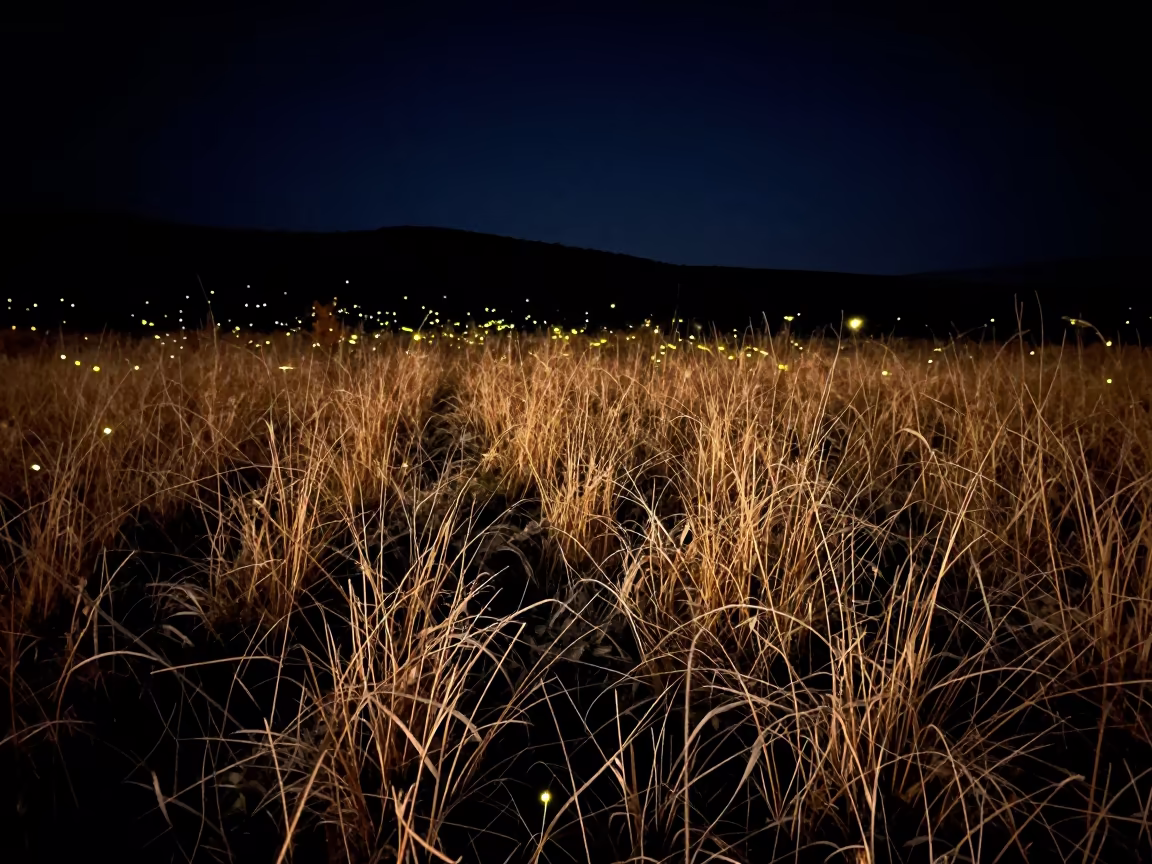 Fireflies Glow Over Autumn Meadow at Night in beneath a dark-sky overlook in Montenegro