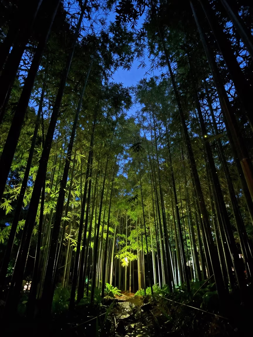 Fireflies Glow in Bamboo Grove Dusk Philippines in from a quiet alpine saddle in Philippines