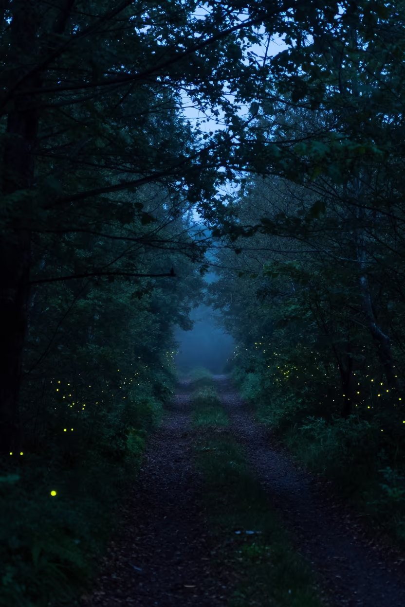 Fireflies Glow On Forest Trail Basque Night in in the Basque Country