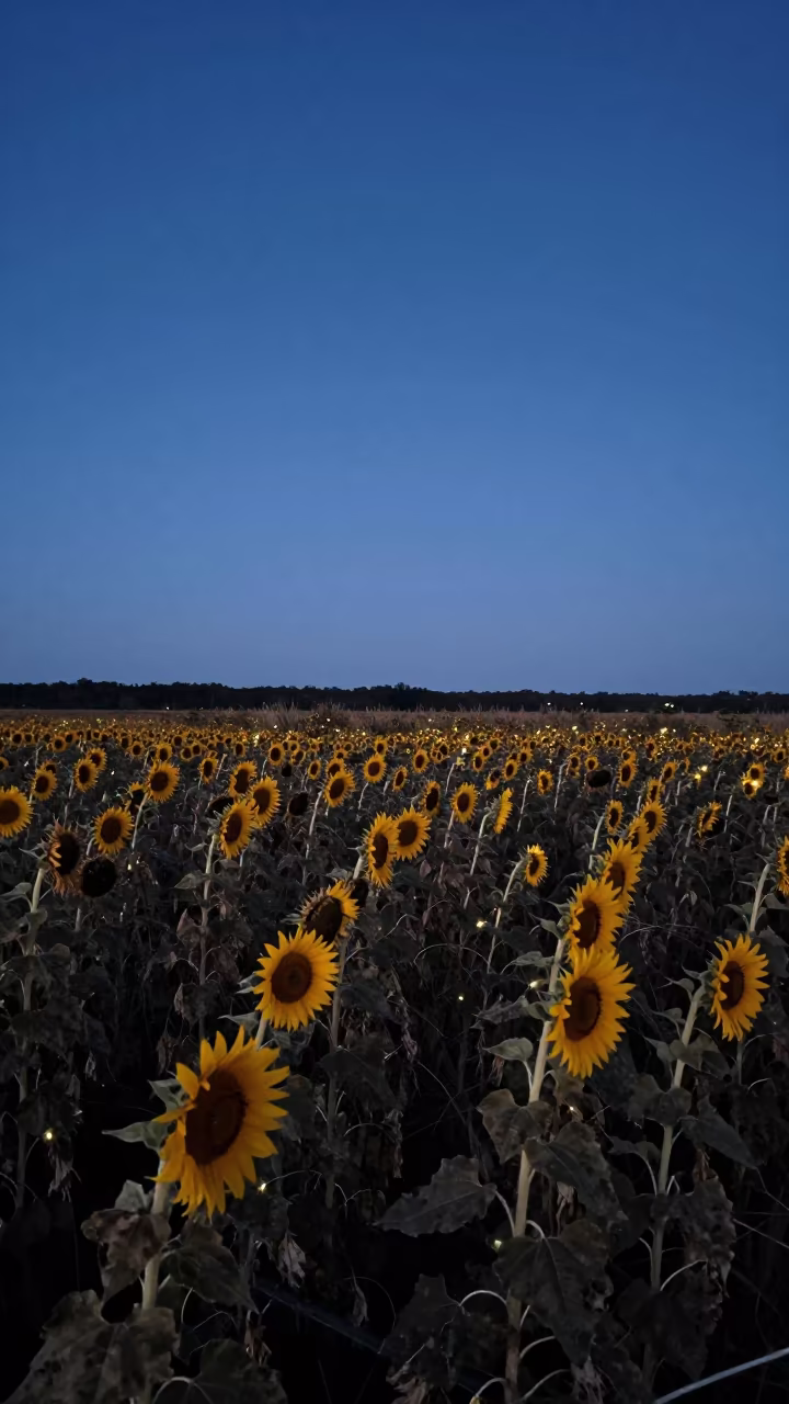 Fireflies in Louisiana Sunflower Field at Twilight in in Louisiana