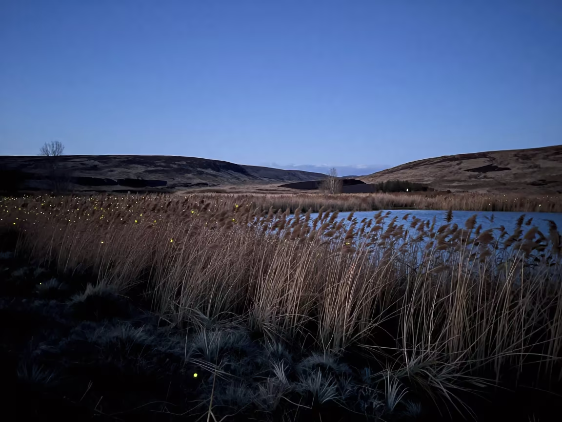 Fireflies Over Reeds in Scottish Twilight in under a dry plateau sky in Scotland