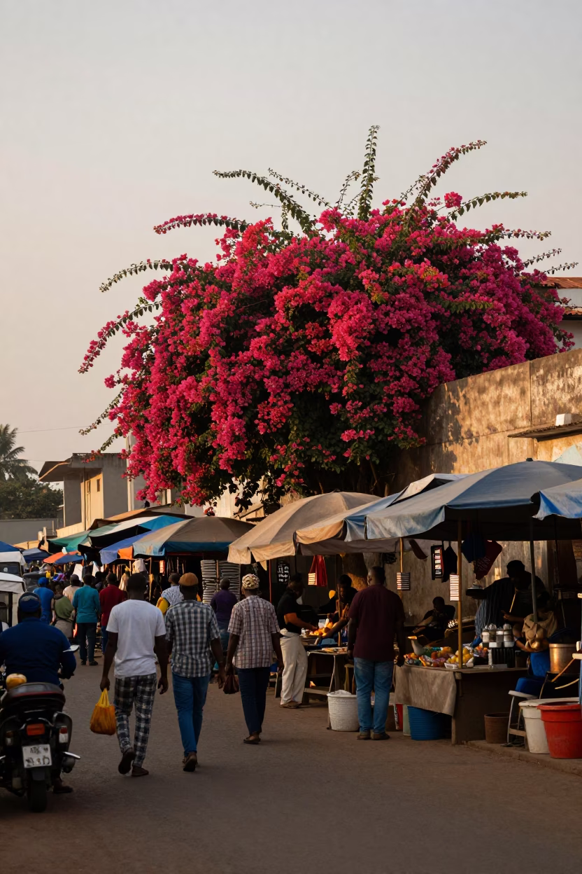 First Light Dawn in Accra Ghana Street Market Scene with Bougainvillea and Local Commerce in in Accra, Ghana