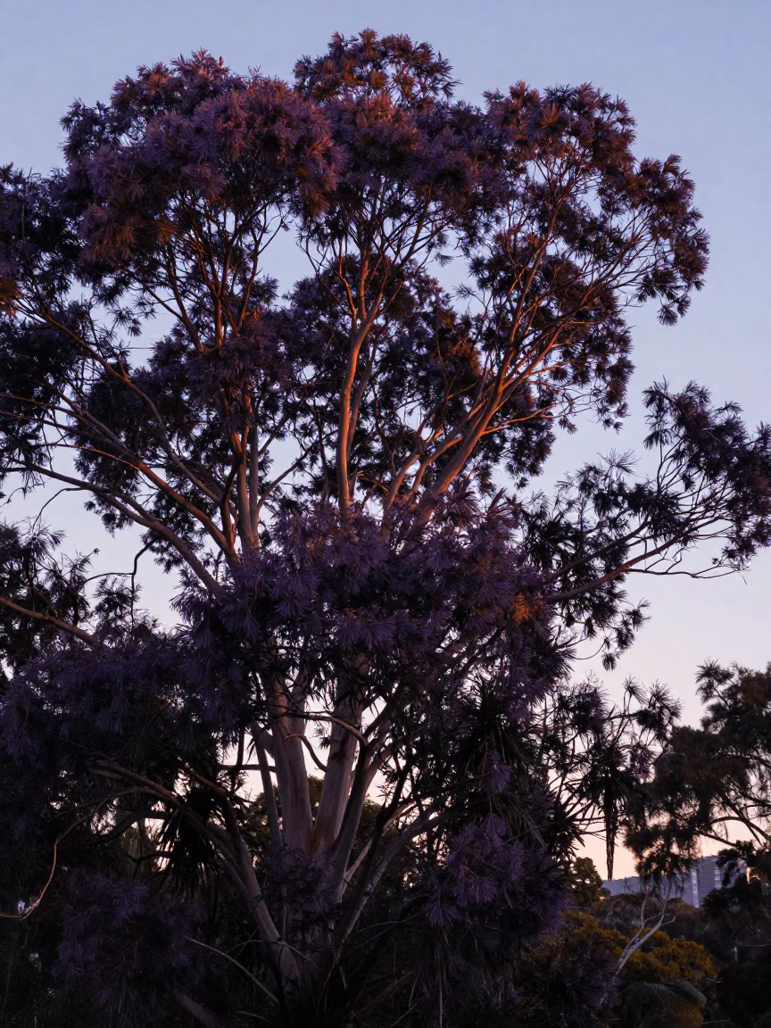 First Light Dawn in Hobart Tasmania Australia with Copper Beech Tree and City Skyline in in Hobart, Tasmania, Australia