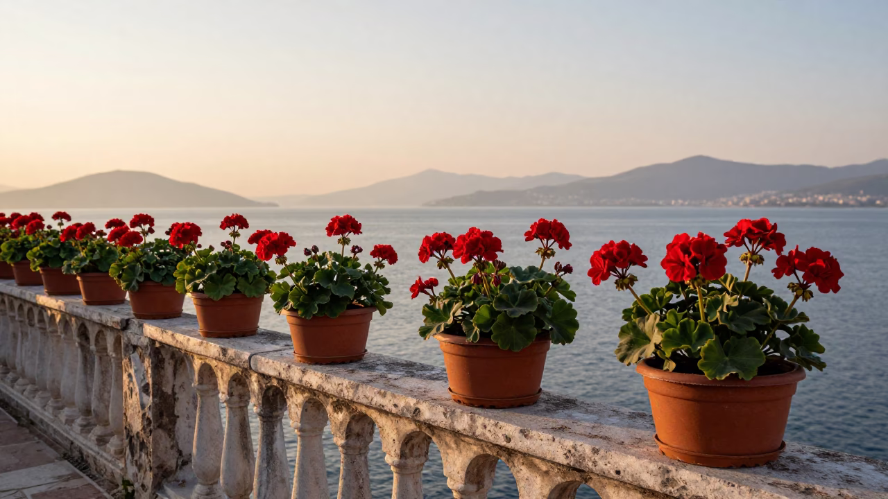 First Light Dawn in Izmir Turkey with Potted Geraniums and Iron Deadbolt on Balcony in in Izmir, Turkey