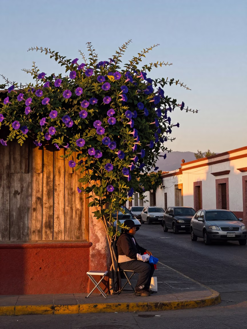 First Light Dawn in Oaxaca Mexico with Morning Glory and Folding Stools in in Oaxaca, Mexico