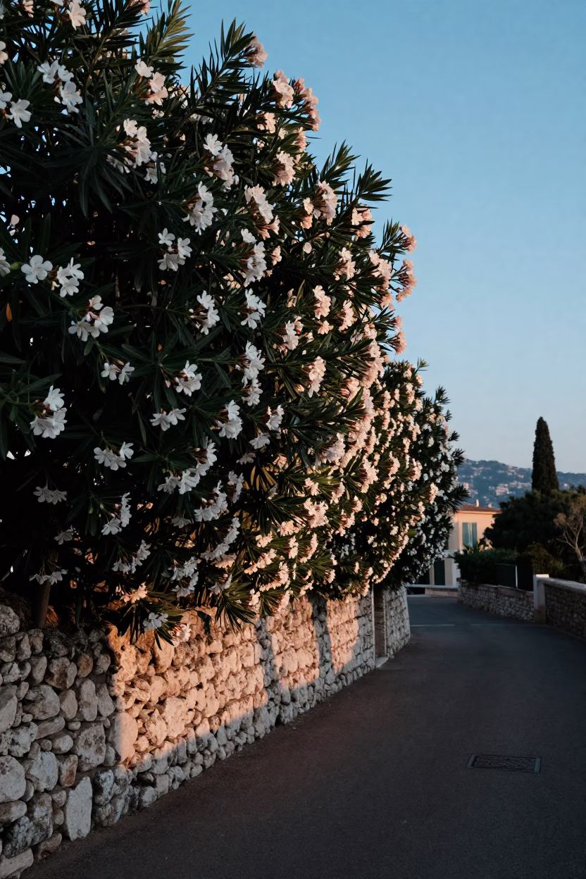 First light dawn over Nice France oleander hedge Mediterranean lane street photography in in Nice, France