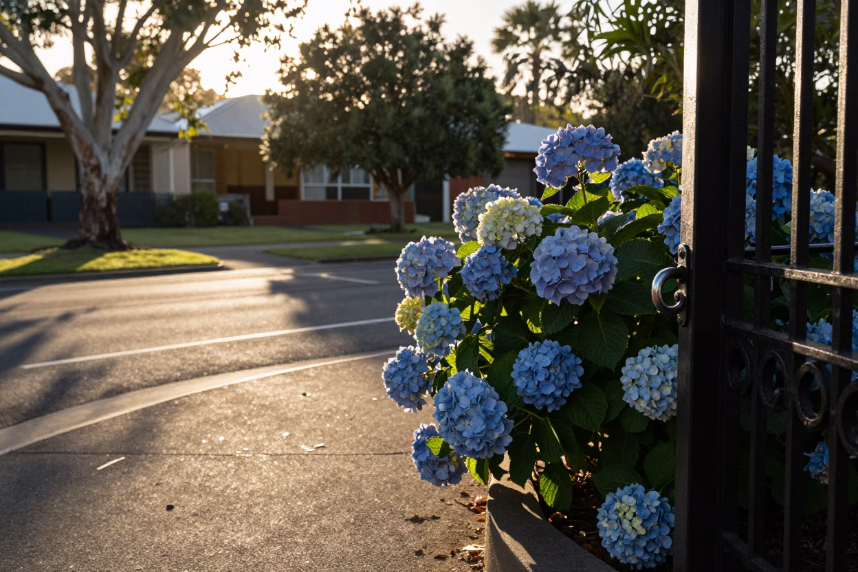 First light illuminates Perth street corner with hydrangeas and gate handle in in Perth, Western Australia, Australia