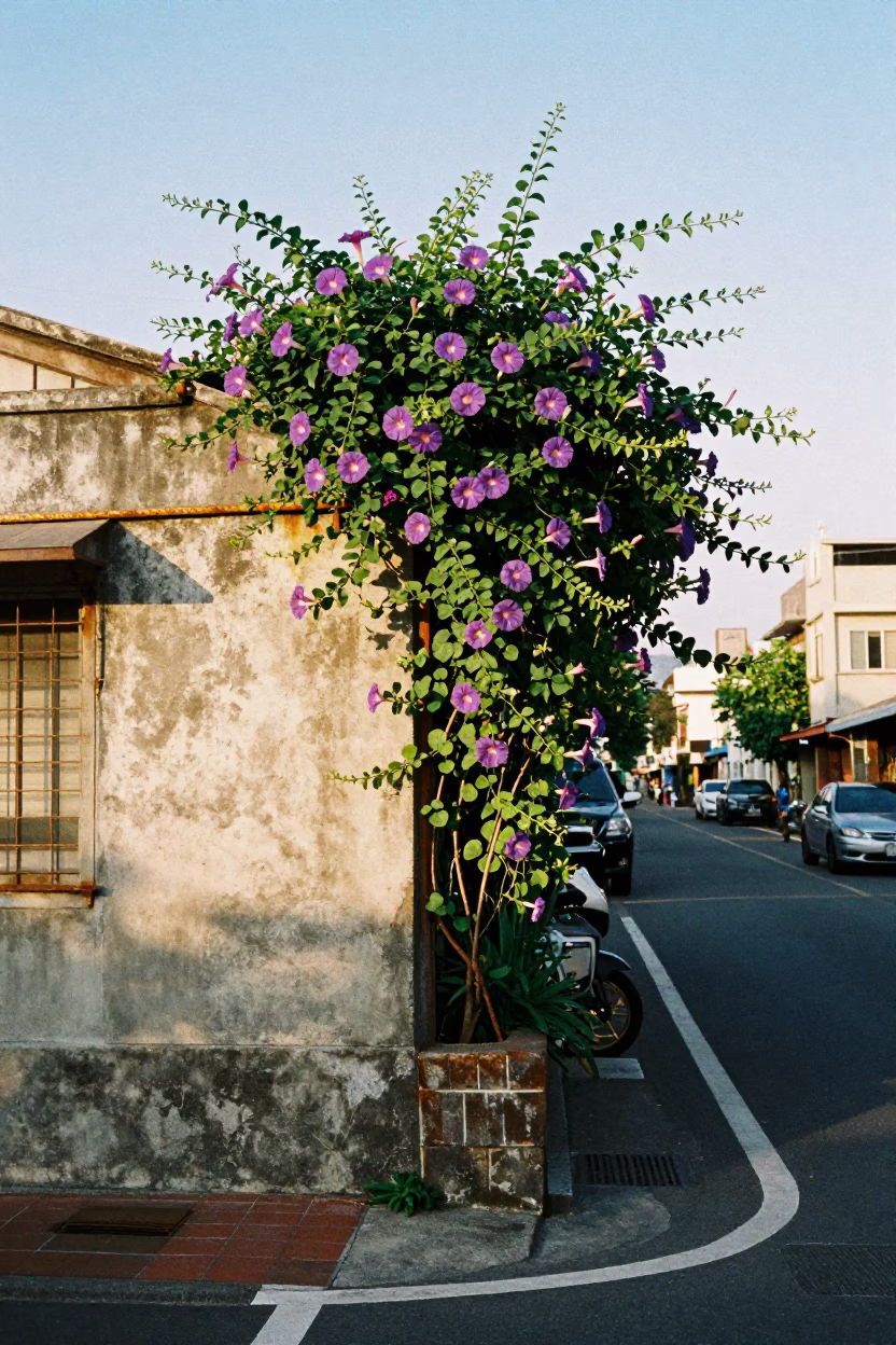 First Light Morning Glory Climbing Fence in Kaohsiung Taiwan Street Scene in in Kaohsiung, Taiwan