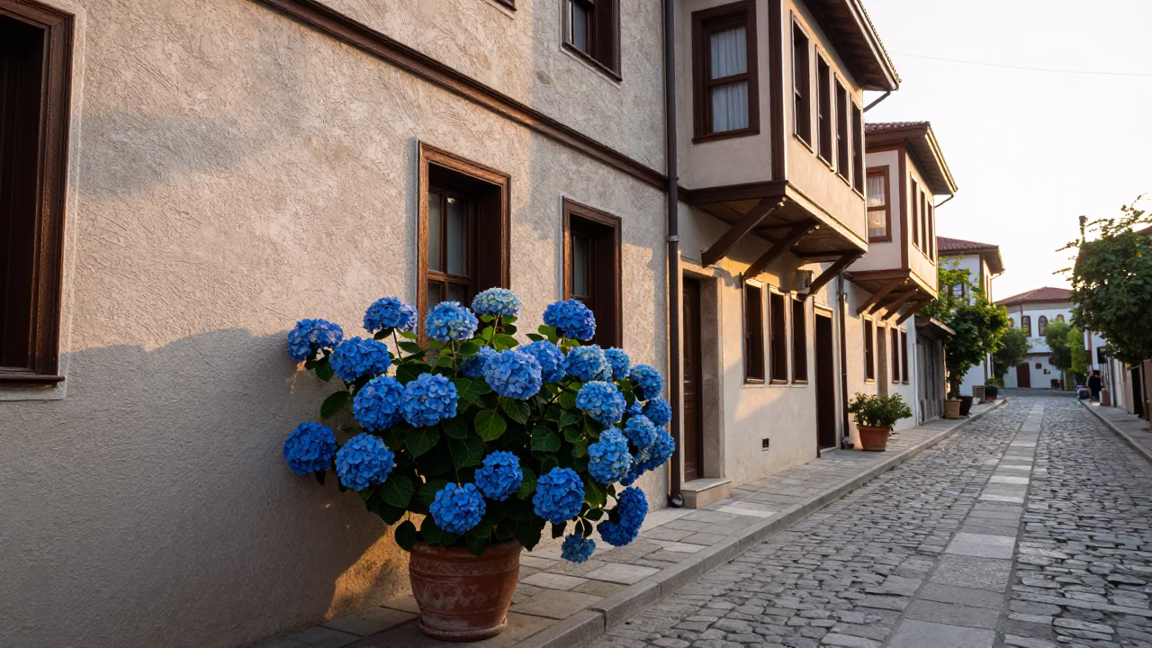 First Light Morning in Izmir Turkey with Hydrangeas and Traditional Architecture in in Izmir, Turkey