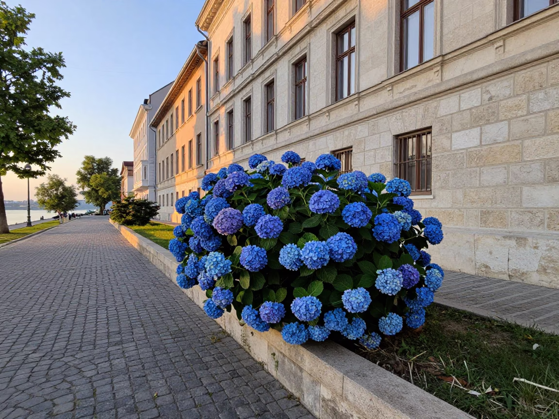 First light on Budapest Danube embankment with blue hydrangea bush and stone architecture in in Budapest, Hungary