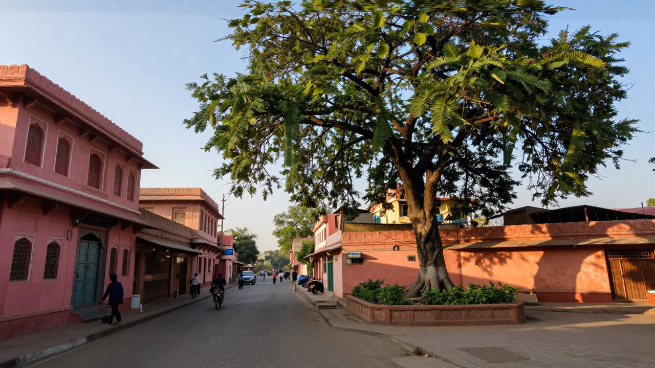 First Light on Jaipur Street with Banyan Grove and Iron Hook in in Jaipur, India