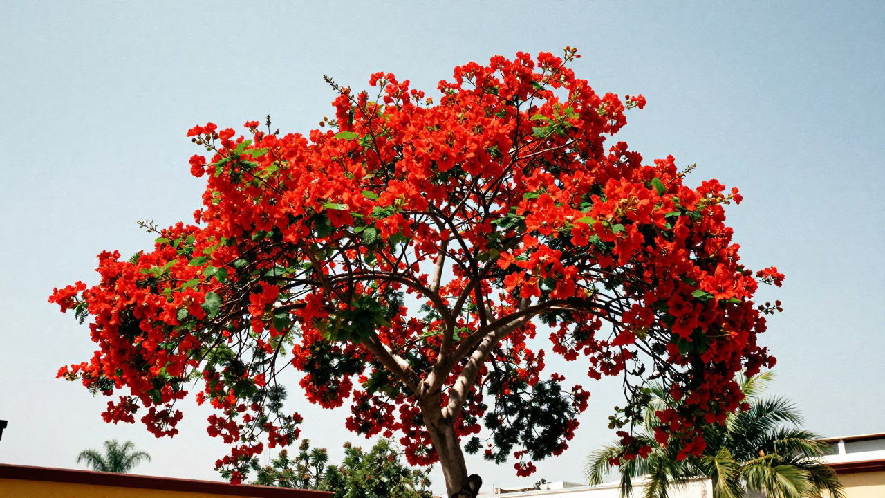 Flamboyan Tree at The Flat Glare Of Noon Light in Guadalajara in in Guadalajara, Mexico