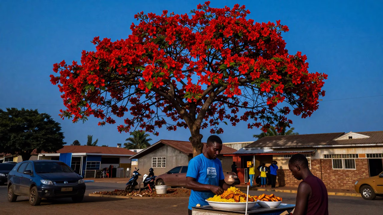 Flame Tree in Accra at Indigo Twilight After Sunset in in Accra, Ghana