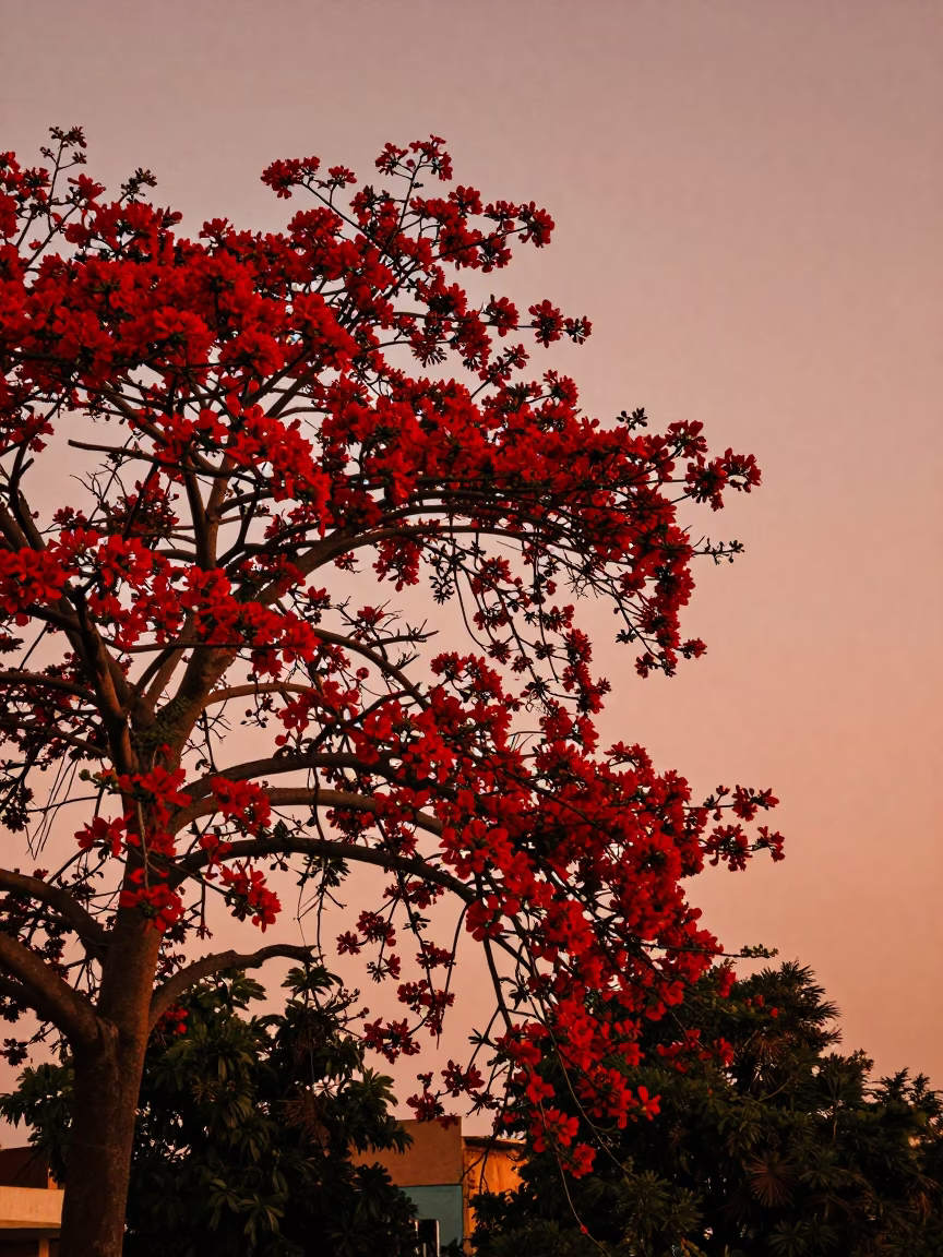 Flame Tree in Brilliant Red Bloom Against Dakar Dakar Senegal Dusk Sky in in Dakar, Senegal