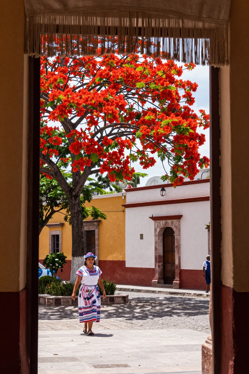 Flame Tree in Brilliant Red Bloom Overlooking Colonial Merida Mexico Street Scene in in Merida, Mexico