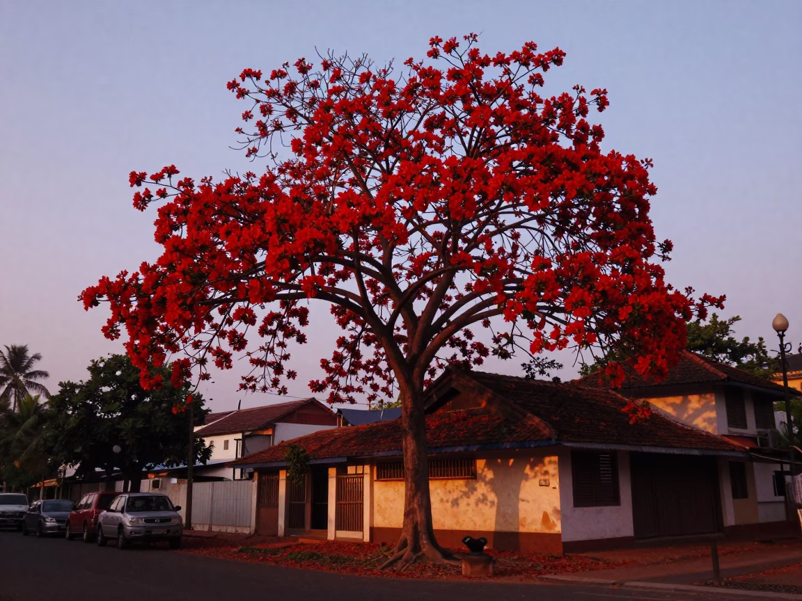 Flame Tree in Kochi at The Early Evening Light in in Kochi, India
