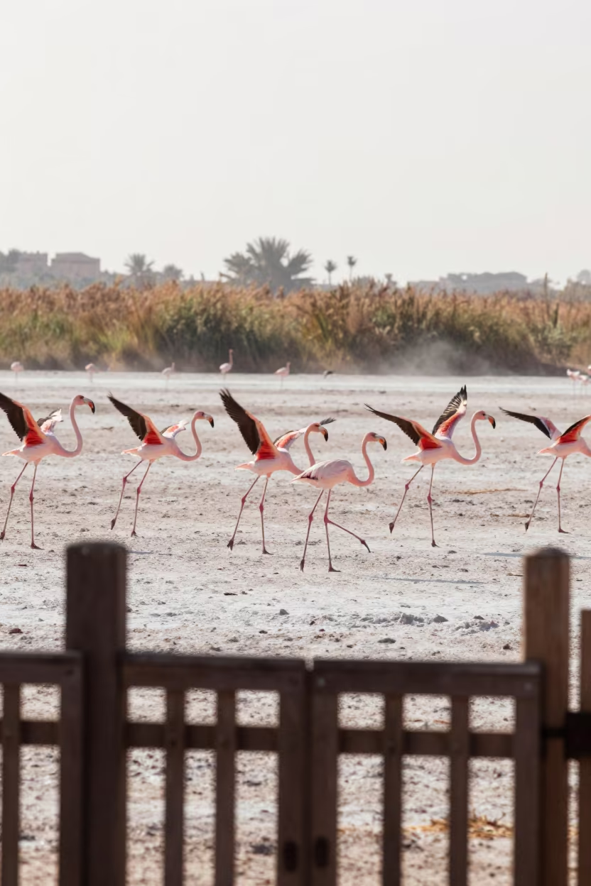 Flamingos Lift Off Salt Lake Reed Bed in at the edge of a reed bed near Meknes