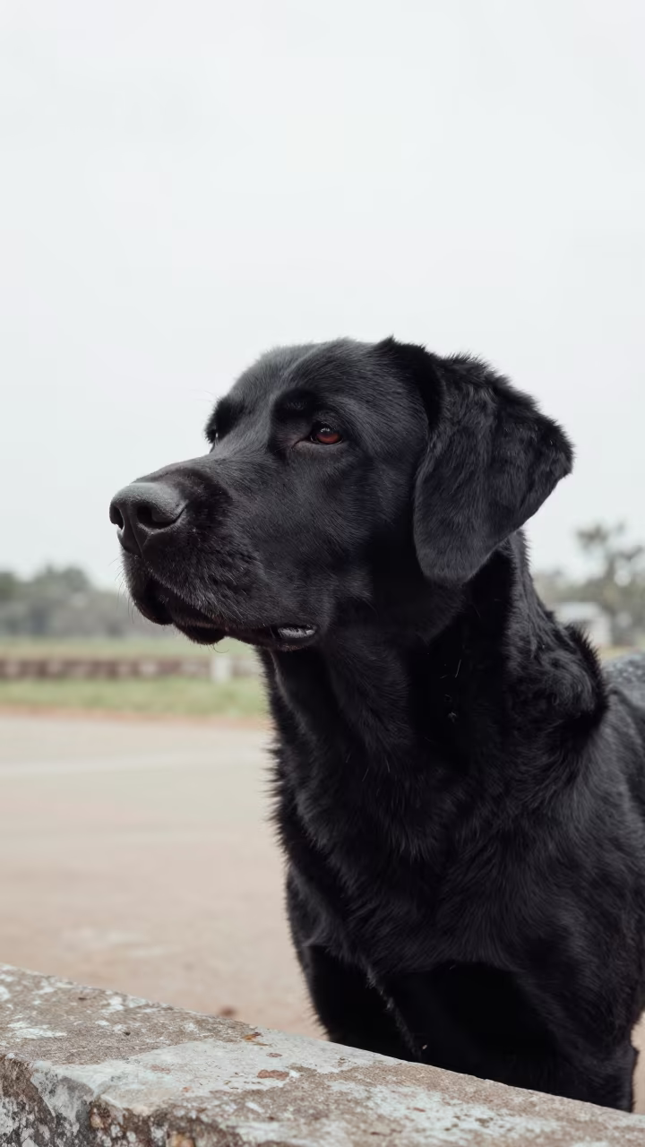 Flat-Coated Retriever Portrait on Dindigul Park Path in along a quiet park path with soft open shade and a clean background in Dindigul