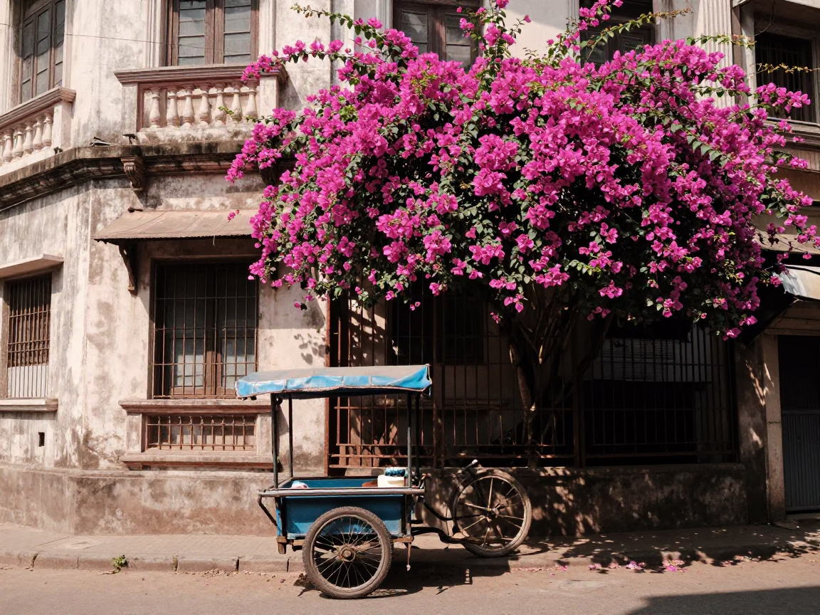 Flat Noon Light on Bougainvillea in in Kolkata, India