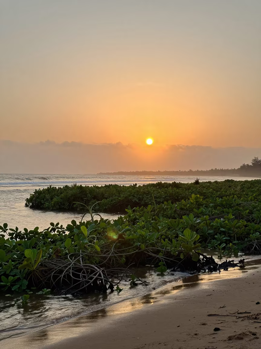 Floating Vegetation Island at Sierra Leone Shore in along a wave-cut shoreline in Sierra Leone