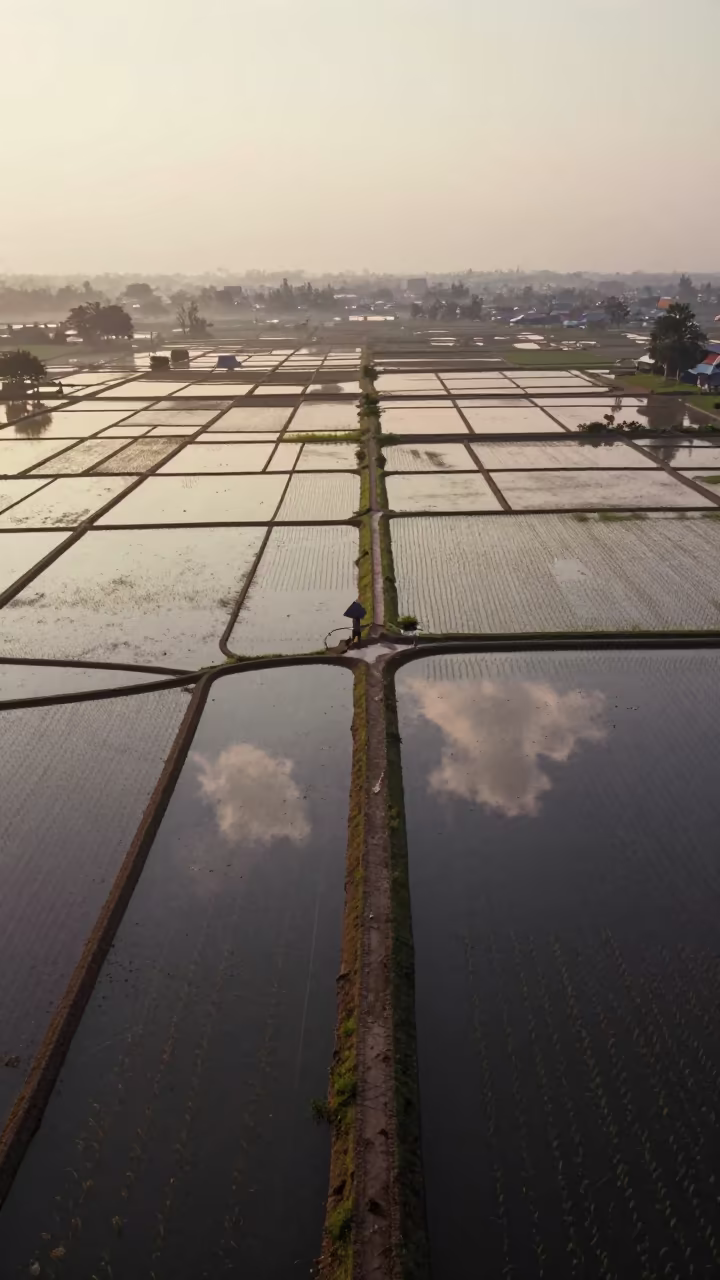 Flooded Rice Terraces Reflecting Dawn Clouds in along freshly irrigated rows in Rattanakosin, Bangkok