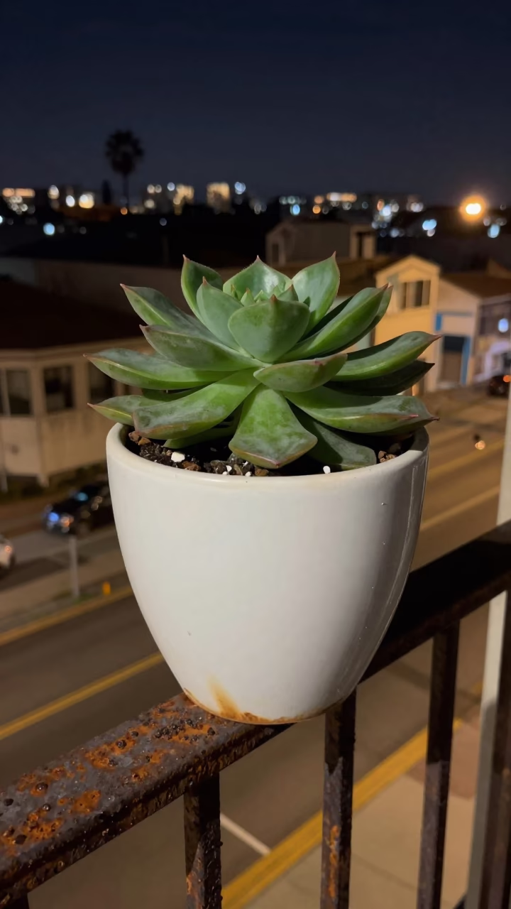 Flowerpot in San Diego in in San Diego, United States